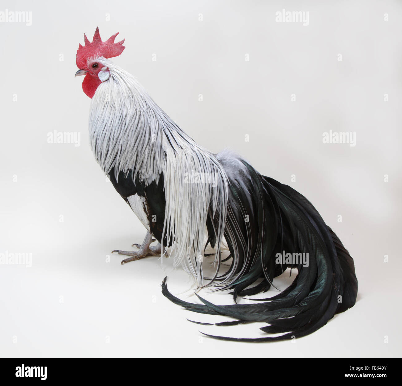 A phoenix rooster (cock) with long tailfeathers. 2014 Northeastern Poultry Congress in West Springfield, Massachusetts, USA. Stock Photo