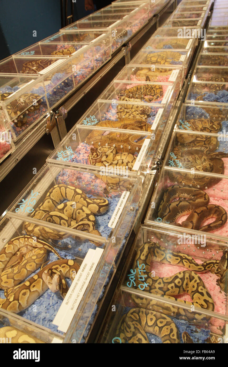 Snakes for sale at the New York Metro Reptile Expo, White Plains, New York, USA Stock Photo