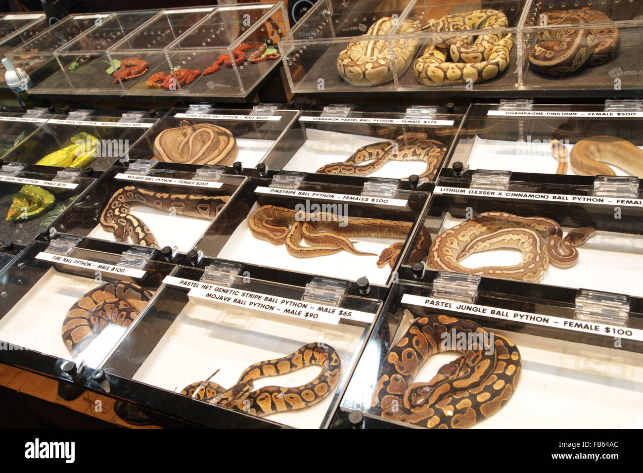 Snakes for sale at the New York Metro Reptile Expo, White Plains, New