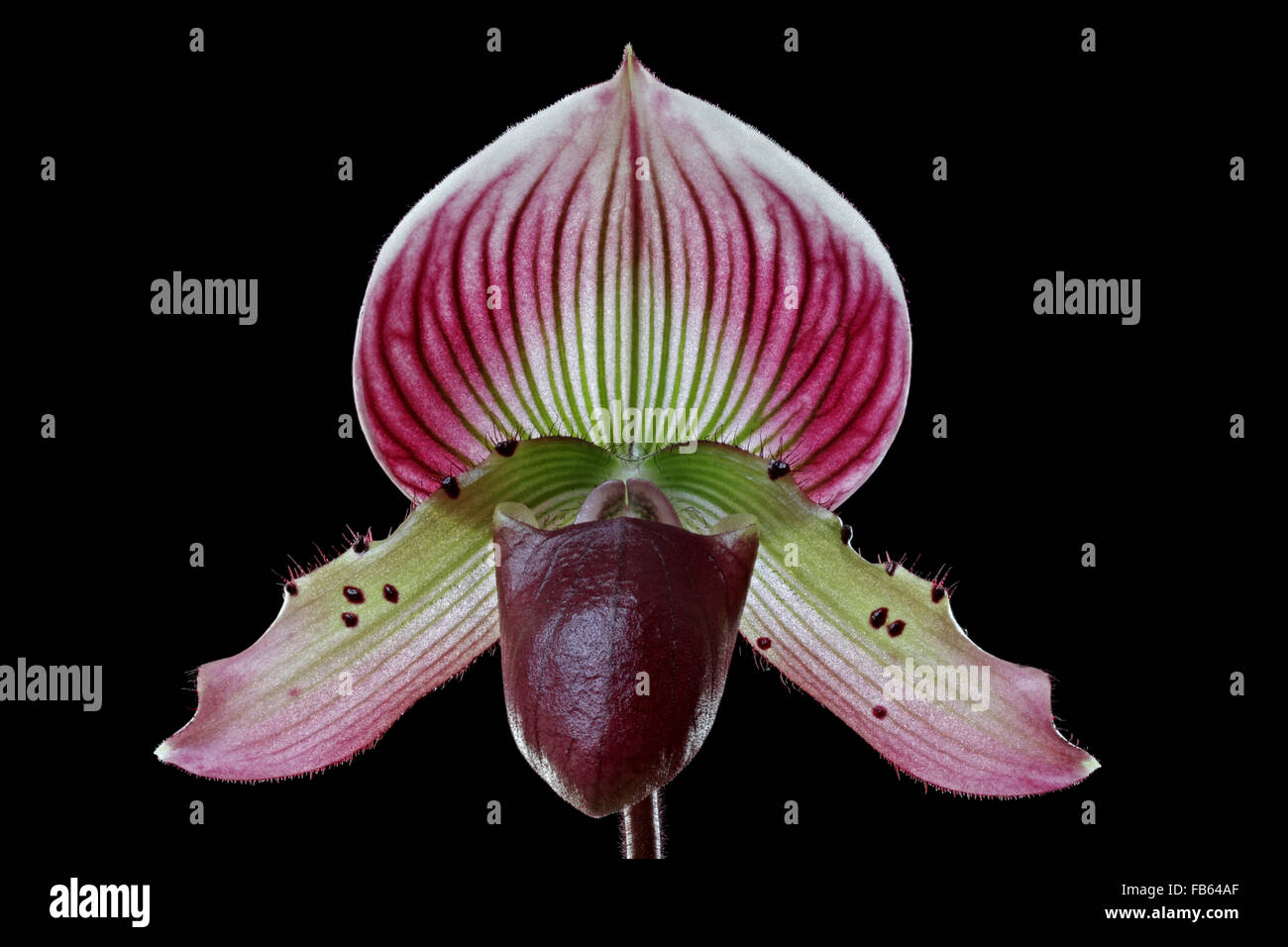 Hybrid orchid, Paphiopedilum Hsinying X Paph. Callosum Stock Photo