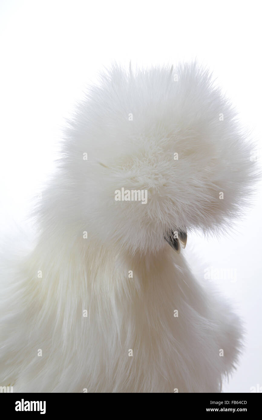 Portrait of a white bearded silkie hen at the 2013 Northeastern Poultry Congress. Stock Photo