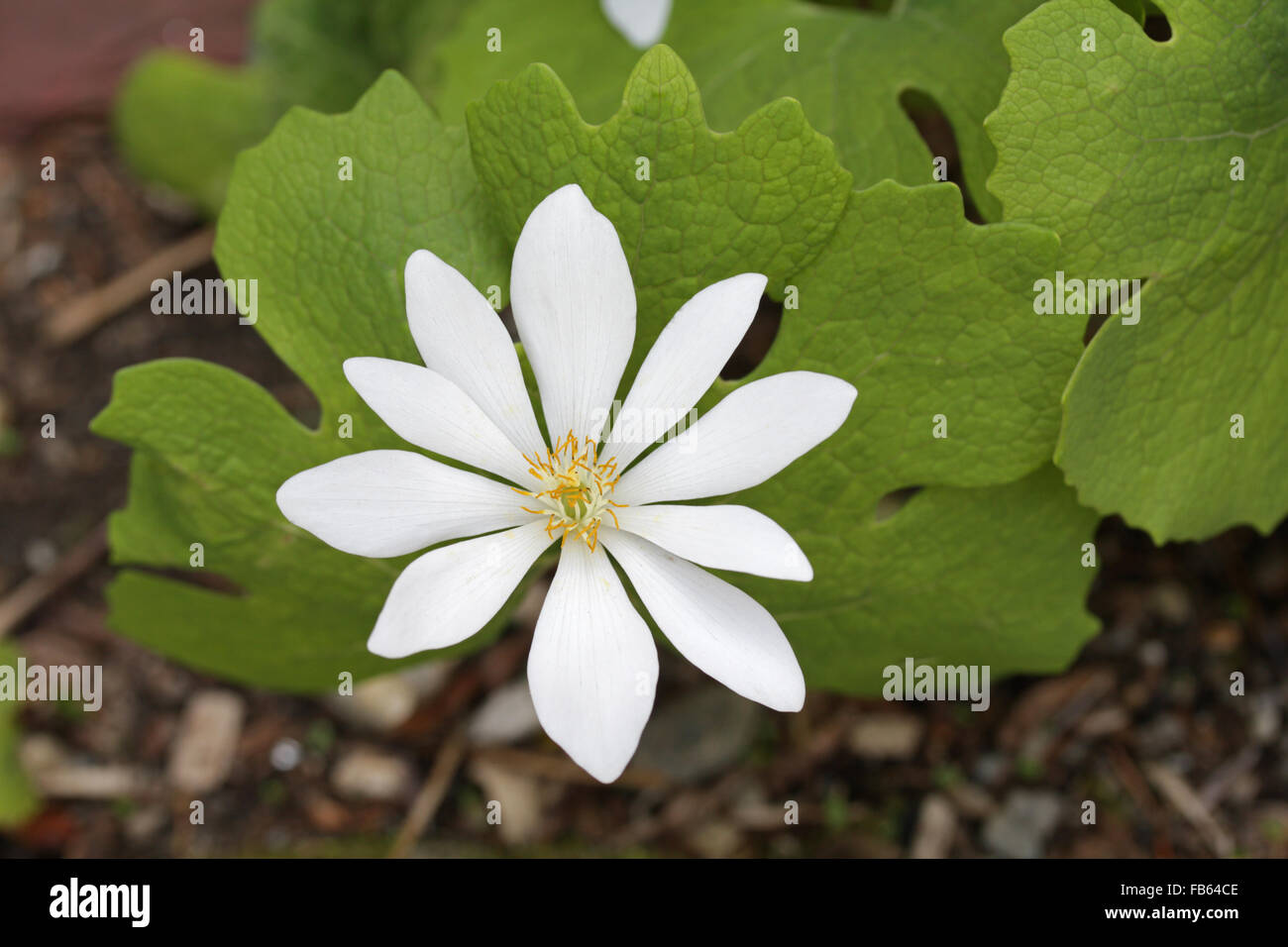 A single bloodroot flower. Massachusetts, USA Stock Photo