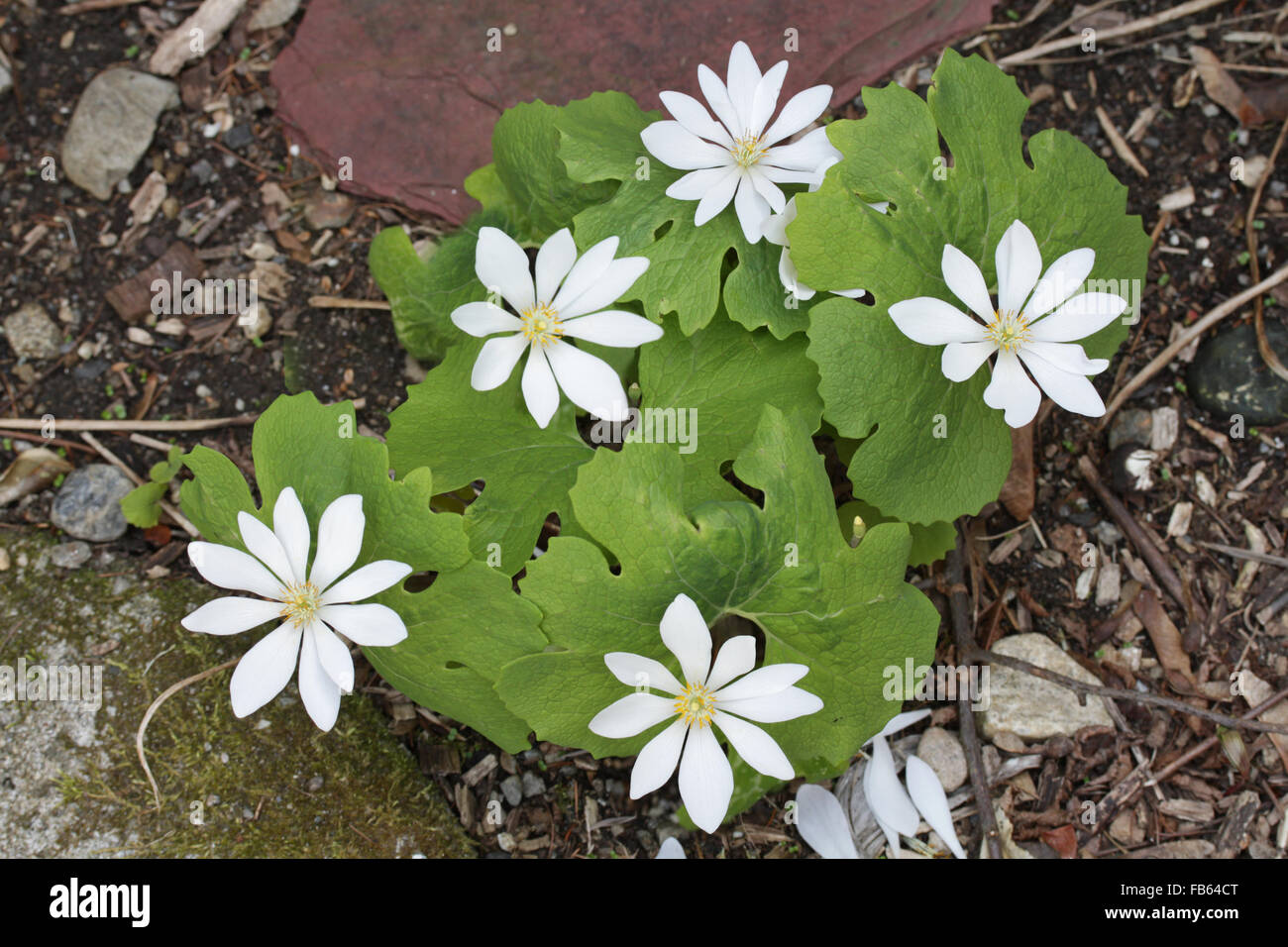 A cluster of bloodroot plants in flower. Massachusetts, USA Stock Photo
