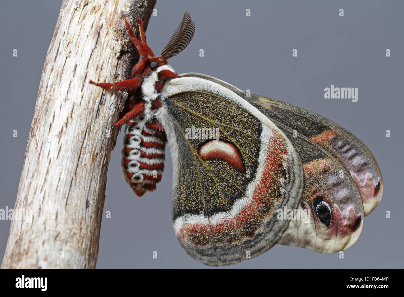 Adult cecropia moth male, Hyalophora cecropia Stock Photo