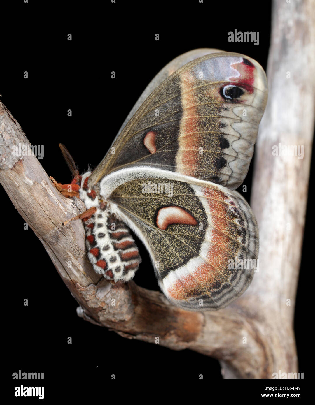 Adult cecropia moth female, Hyalophora cecropia Stock Photo