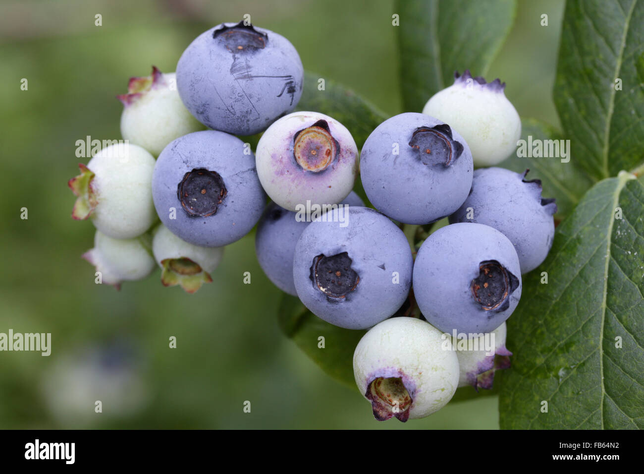 Ripe and unripe blueberries, Vaccinium sp., Massachusetts, USA Stock Photo