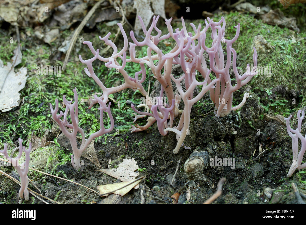 Violet coral or club fungi, Clavaria sp., Massachusetts, United States, USA Stock Photo