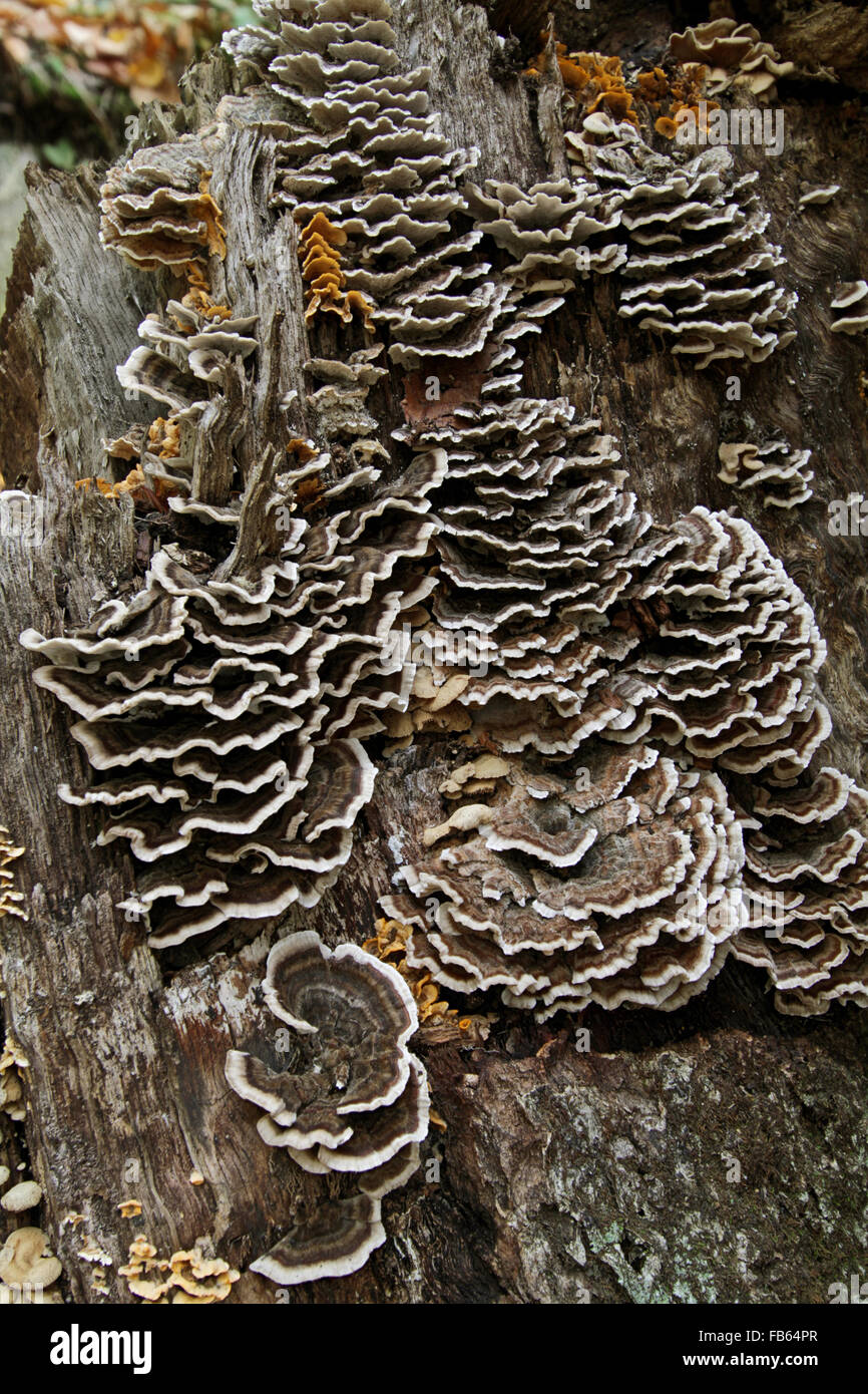 Turkeytail fungi (Trametes versicolor) growing on the side of a log Stock Photo