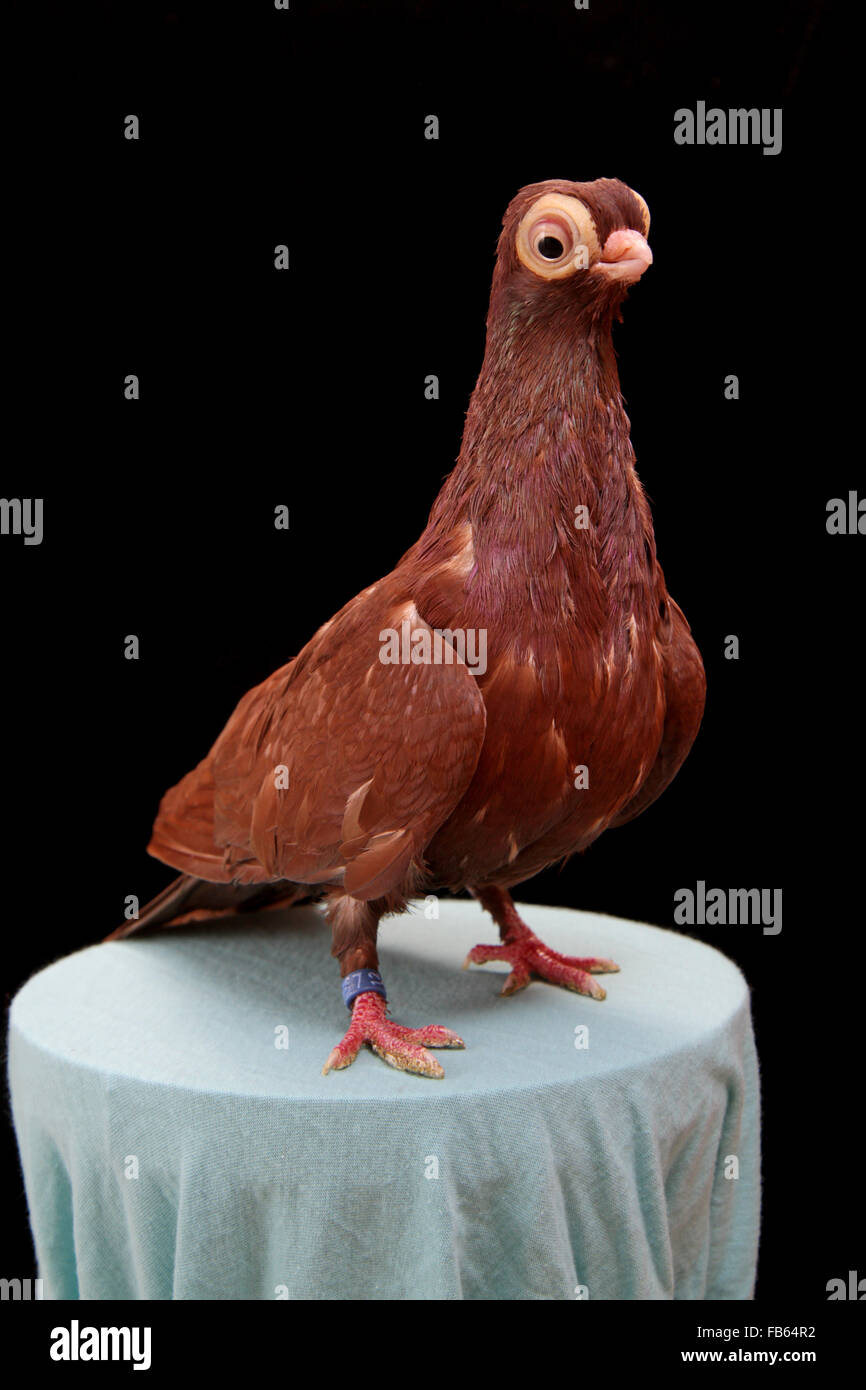 A short-beaked (short-faced) budapest tumbler, a fancy pigeon breed Stock Photo