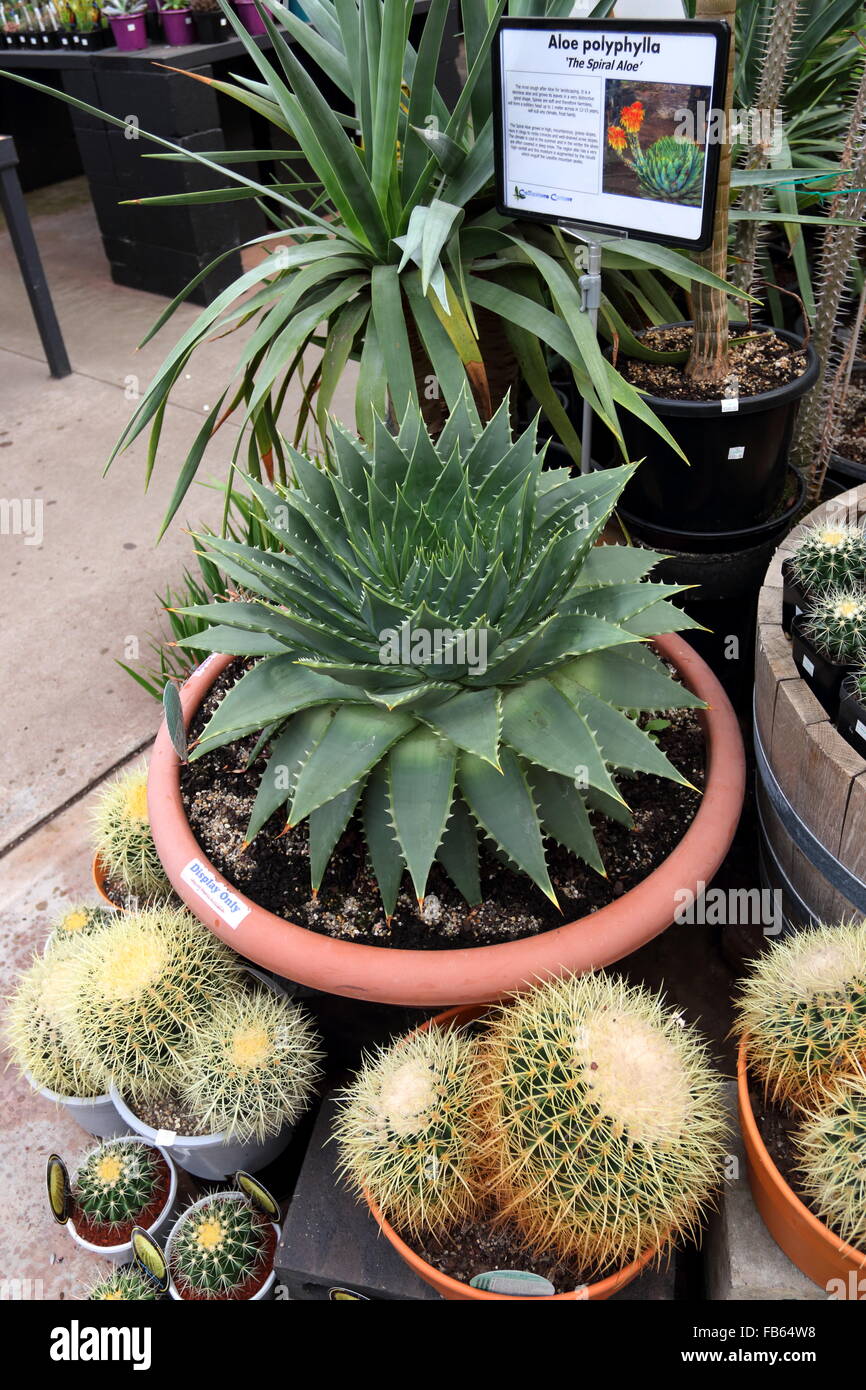 spiral aloe seeds for sale spiral aloe seeds for sale