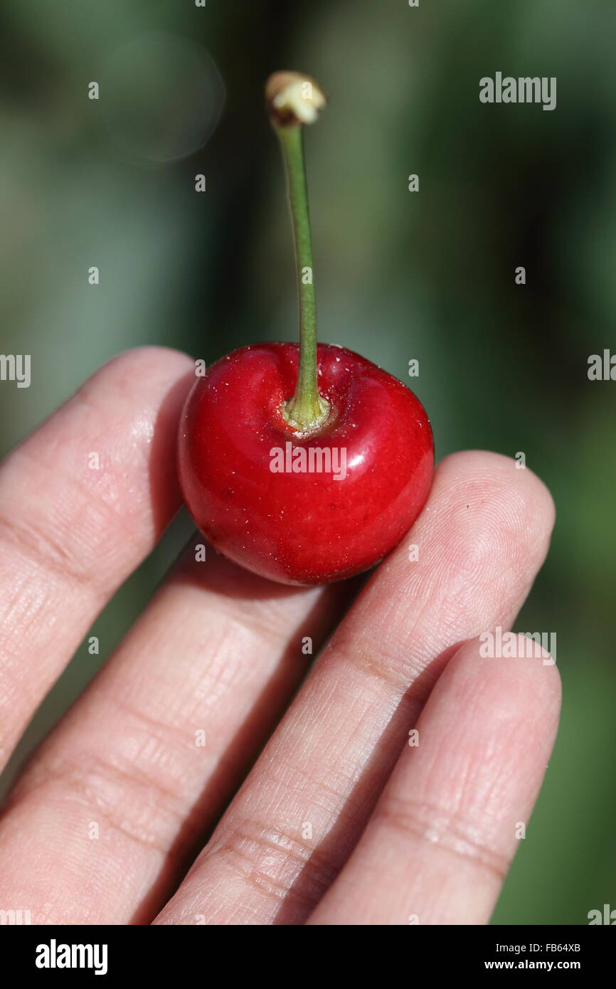 Close up of hand holding  Prunus avium or known as Lapin cherry fruit in hand Stock Photo