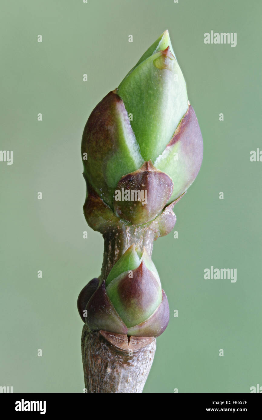 Leaf bud of a lilac swelling (breaking) in spring. Stock Photo