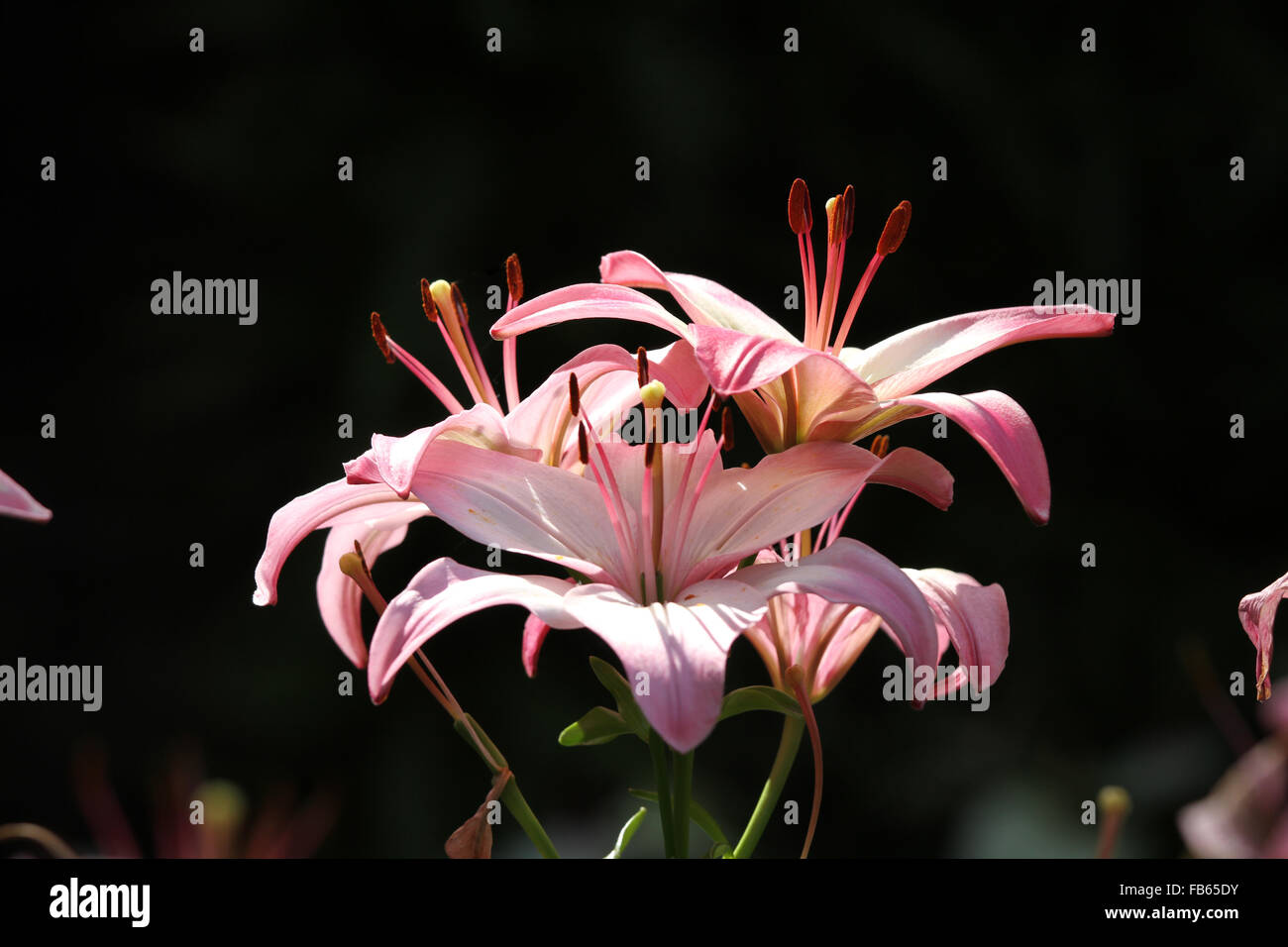 Crinum lily Stock Photo