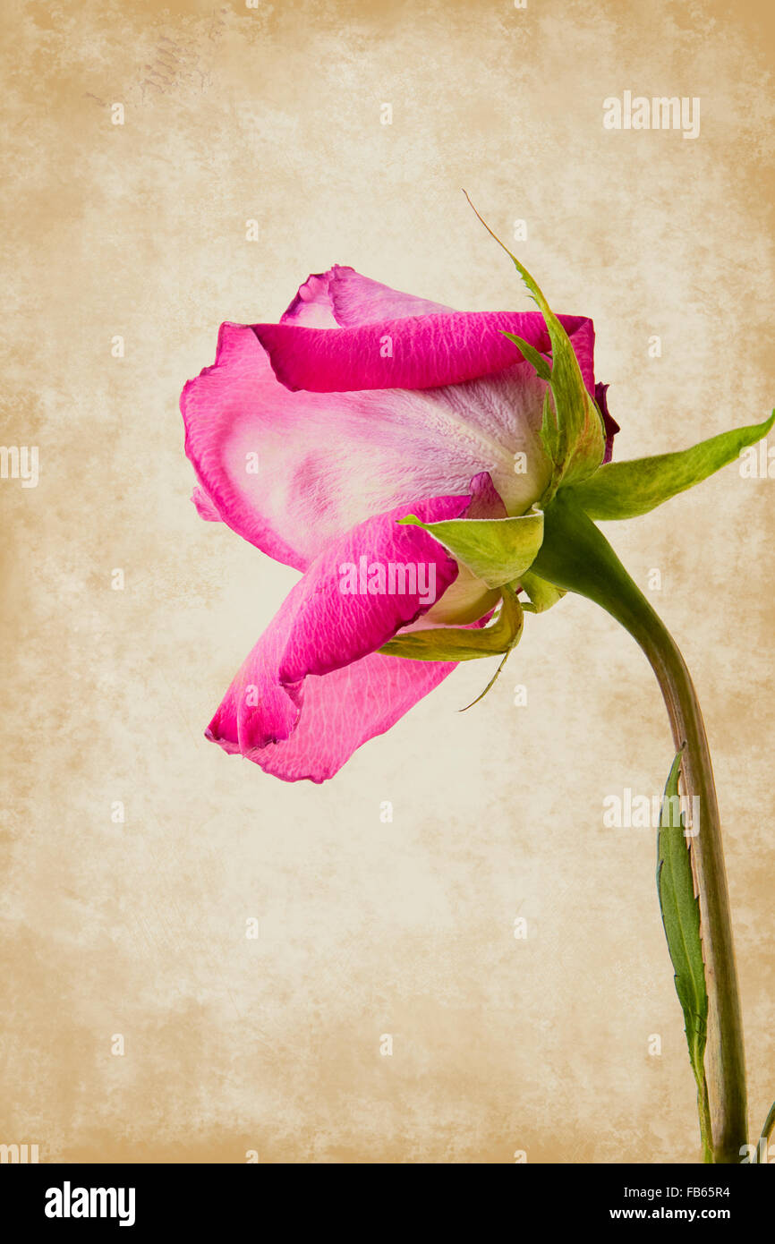Single pink long-stem rose Stock Photo