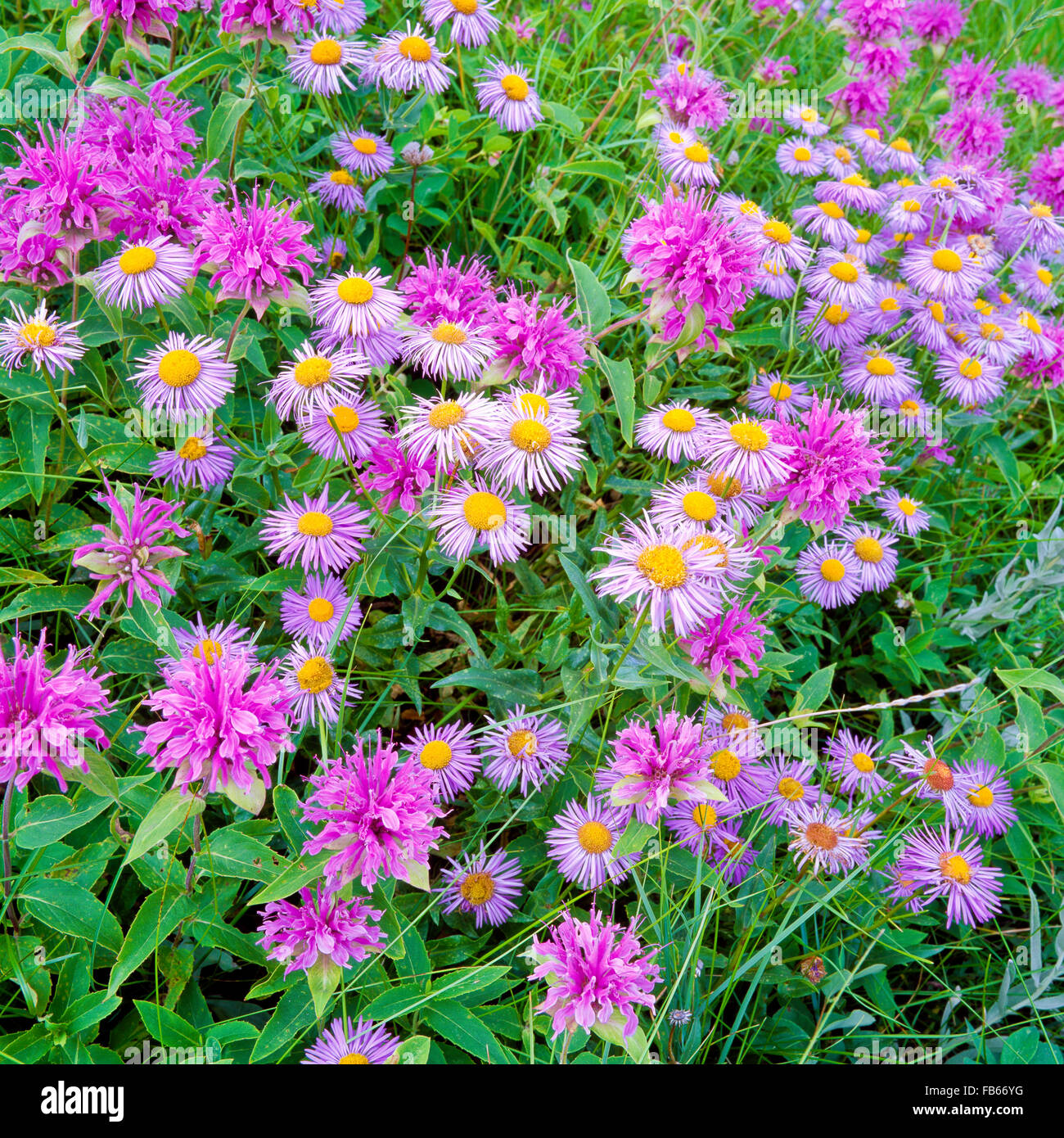 horsemint and fleabane wildflowers in a meadow along the rocky mountain front near augusta, montana Stock Photo