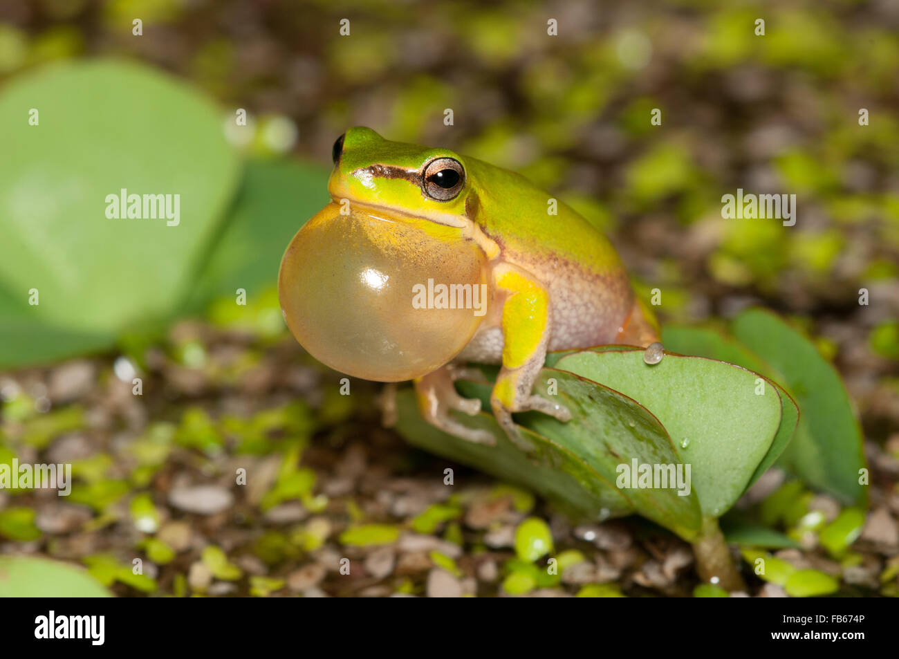 Welsh Frog Calling male dwarf tree frog, Litoria fallax, at Glenbrook, New South ...