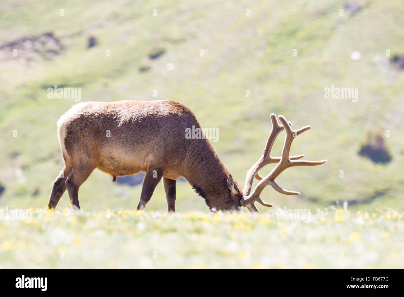 Elk graze in the colorado rockies Stock Photo