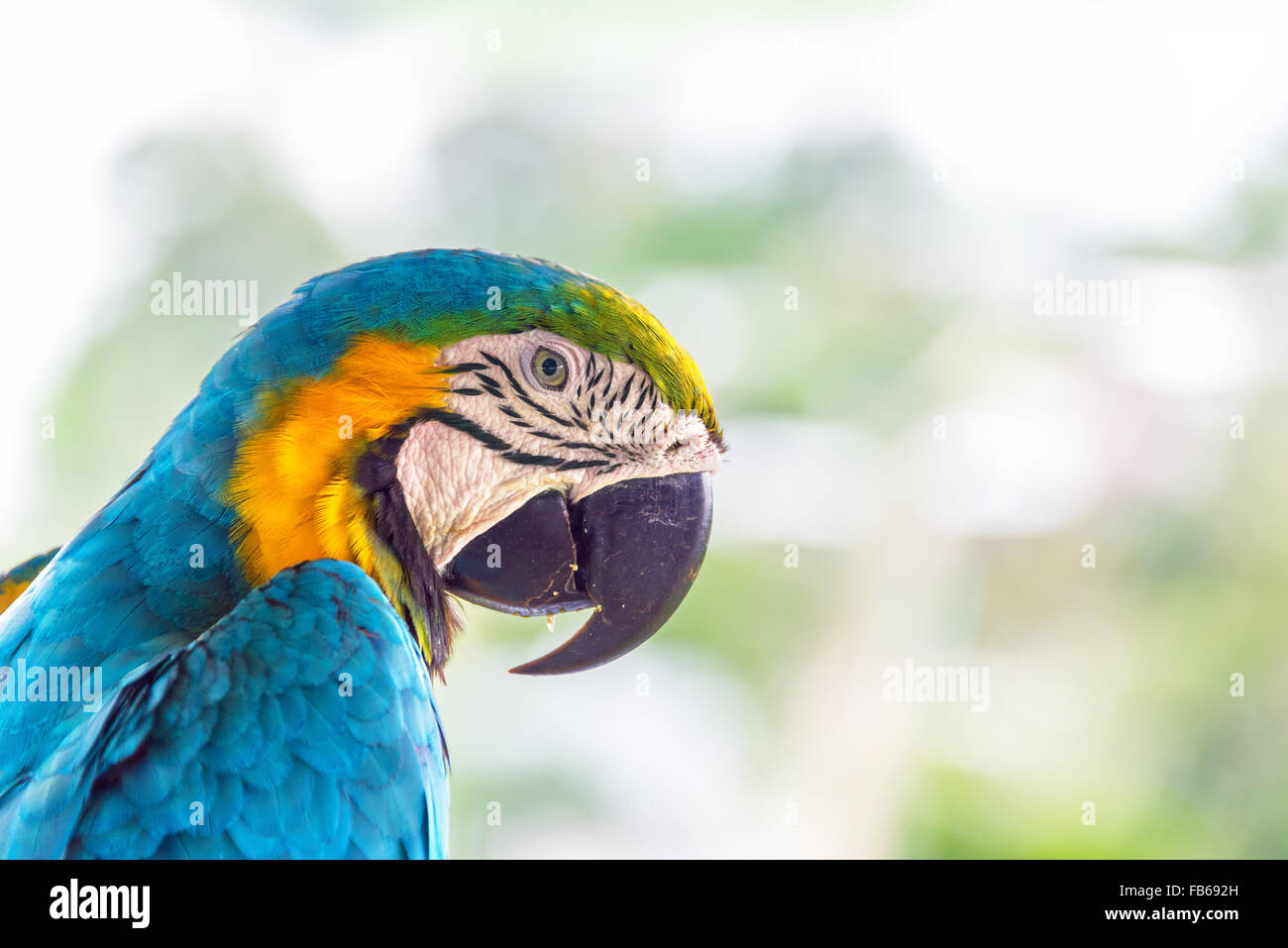 Closeup of a blue and yellow macaw in Puerto Narino, Colombia Stock Photo