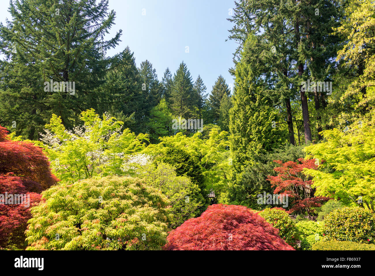 Trees in a Japanese Garden in Portland, Oregon Stock Photo Alamy