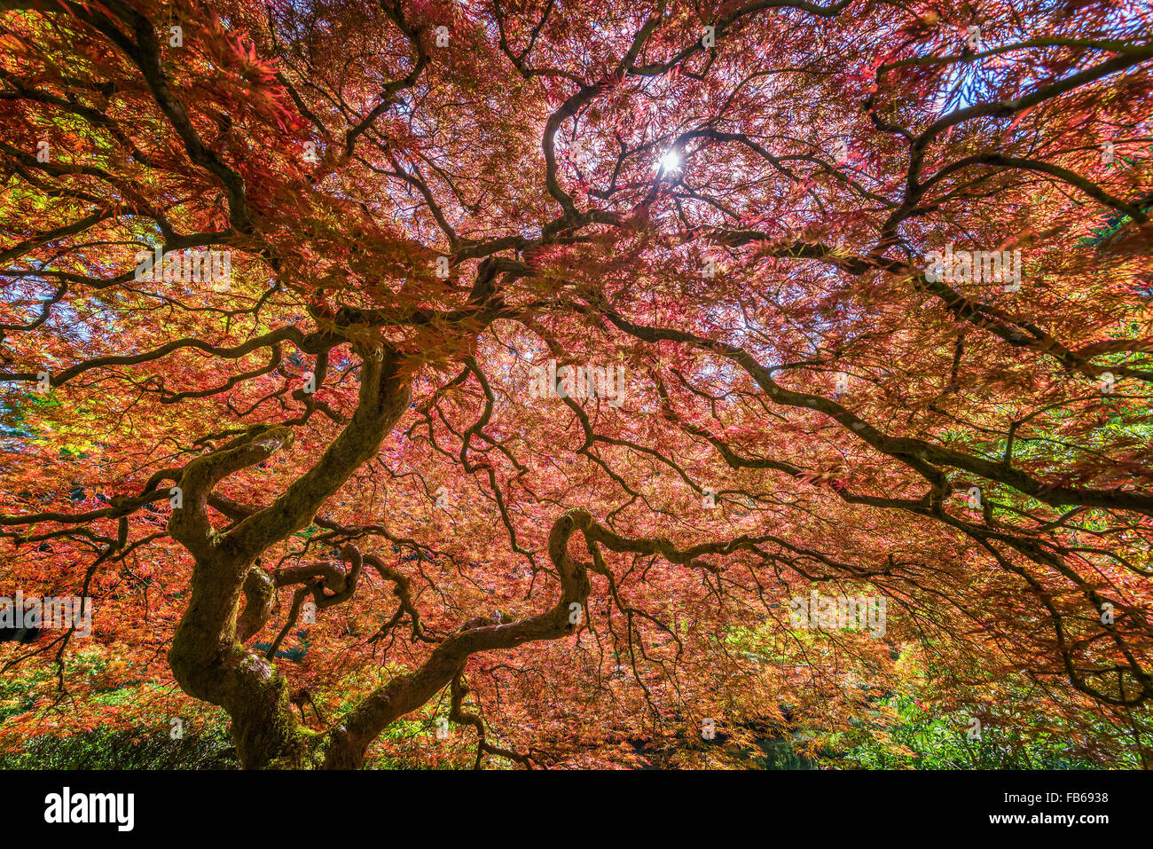 Red Japanese Maple tree in Portland, Oregon Stock Photo
