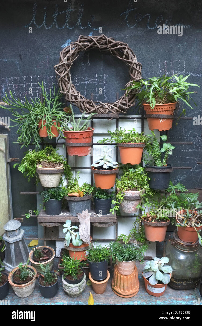 Garden decoration of many plants in pot Stock Photo Alamy