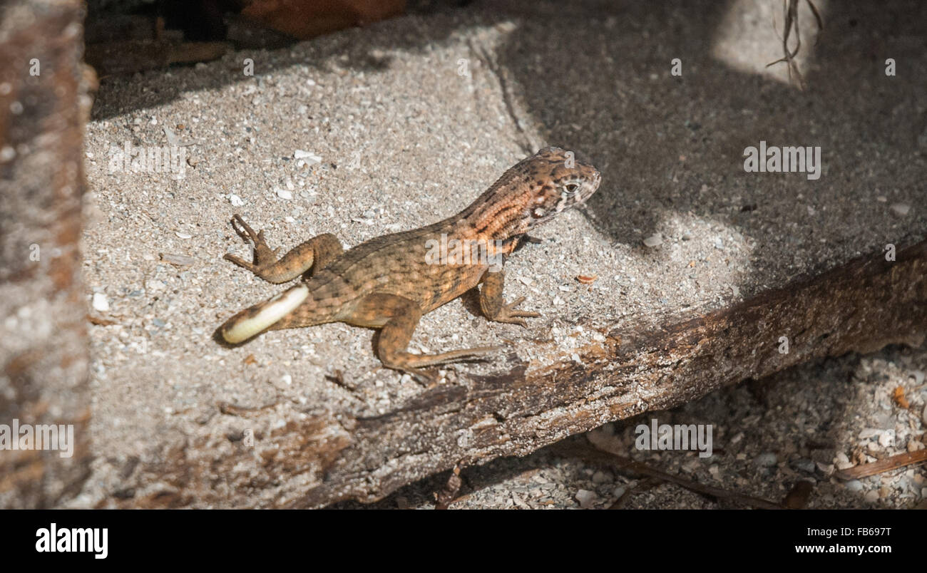 I'm a Northern Curly tailed lizard.  I live in Cuba. Stock Photo