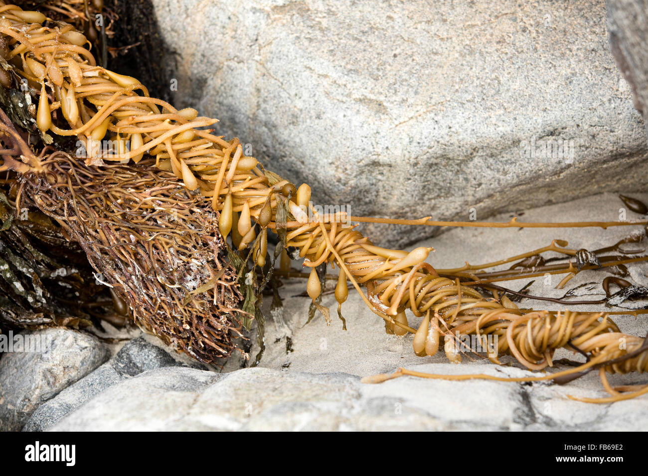 Twisted and knotted seaweed at Swami's Beach in Encinitas, California Stock Photo