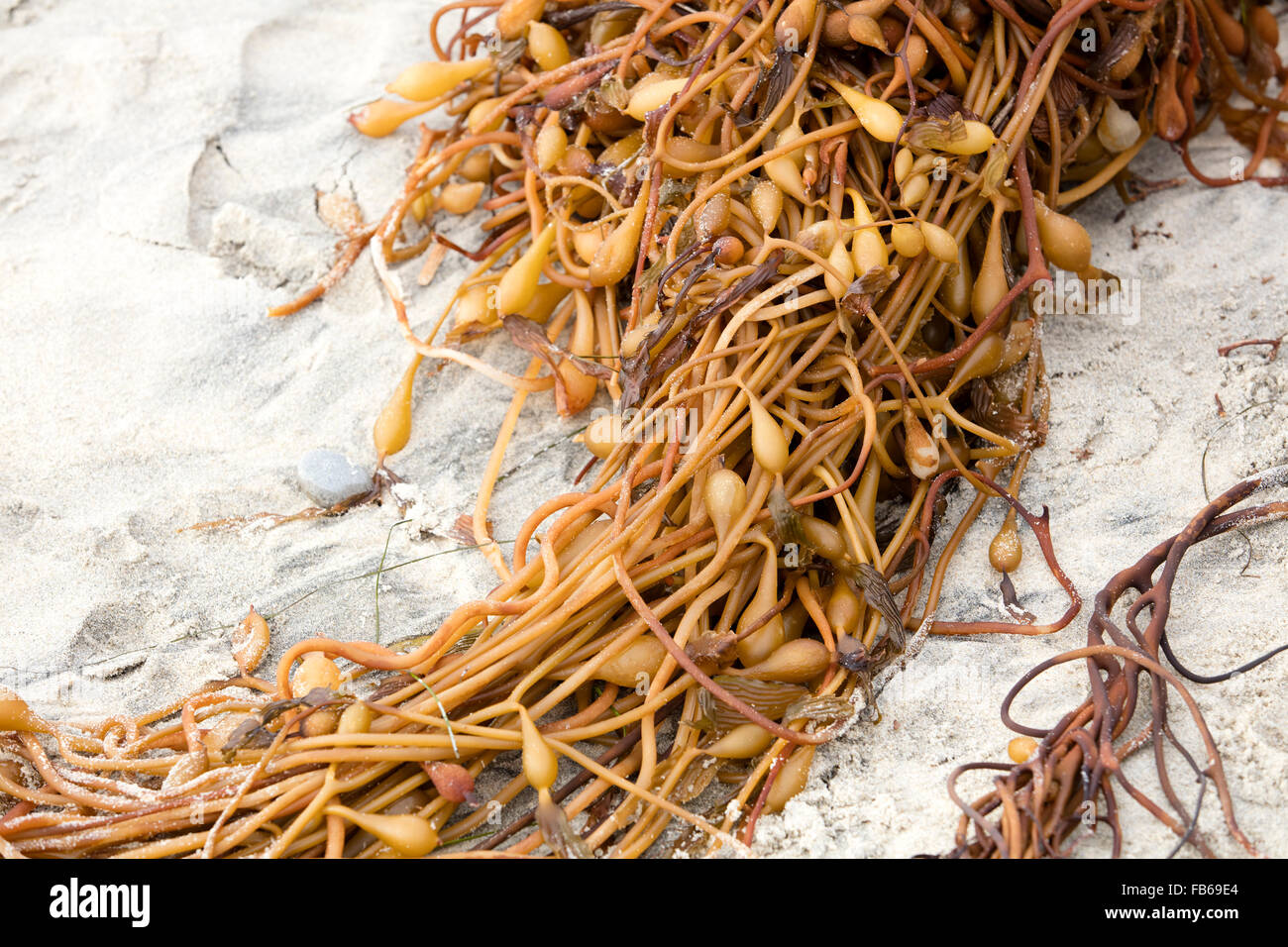 Twisted and knotted seaweed at Swami's Beach in Encinitas, California Stock Photo