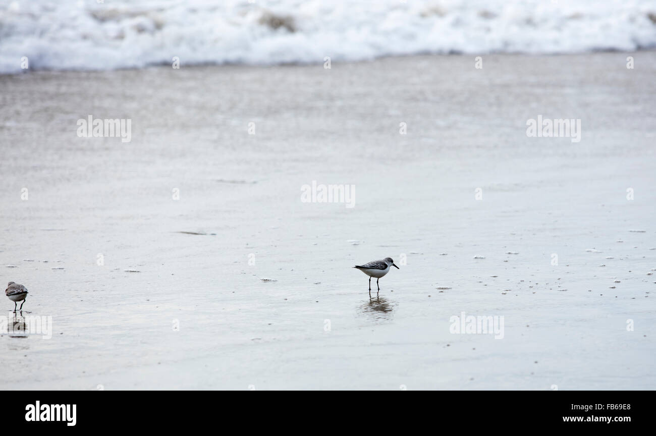 Western Sandpiper running around in the sand at Swami's Beach in Encinitas, California Stock Photo