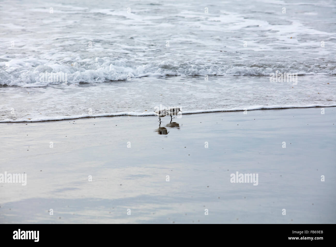 Western Sandpiper running around in the sand at Swami's Beach in Encinitas, California Stock Photo