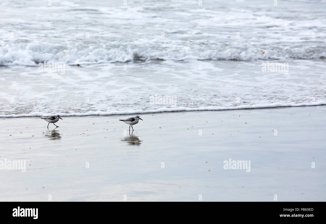 Western Sandpiper running around in the sand at Swami's Beach in Encinitas, California Stock Photo