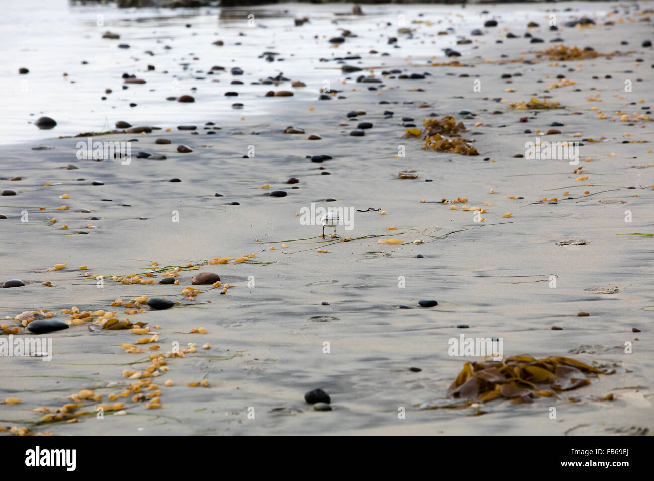 Western Sandpiper running around in the sand at Swami's Beach in Encinitas, California Stock Photo