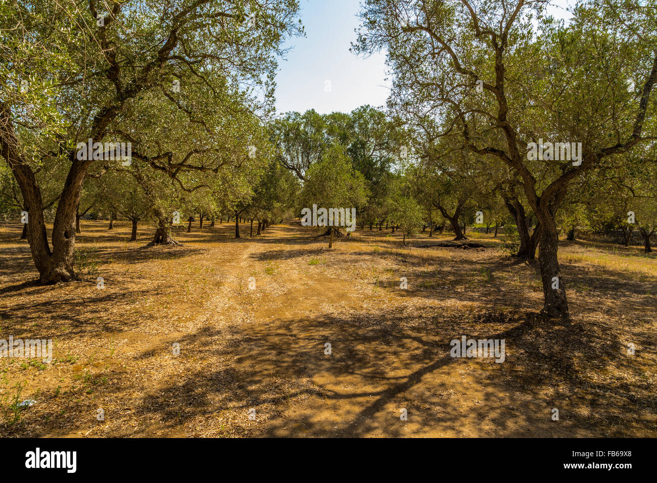 Grove of olive trees in Salento in Puglia in Italy Stock Photo