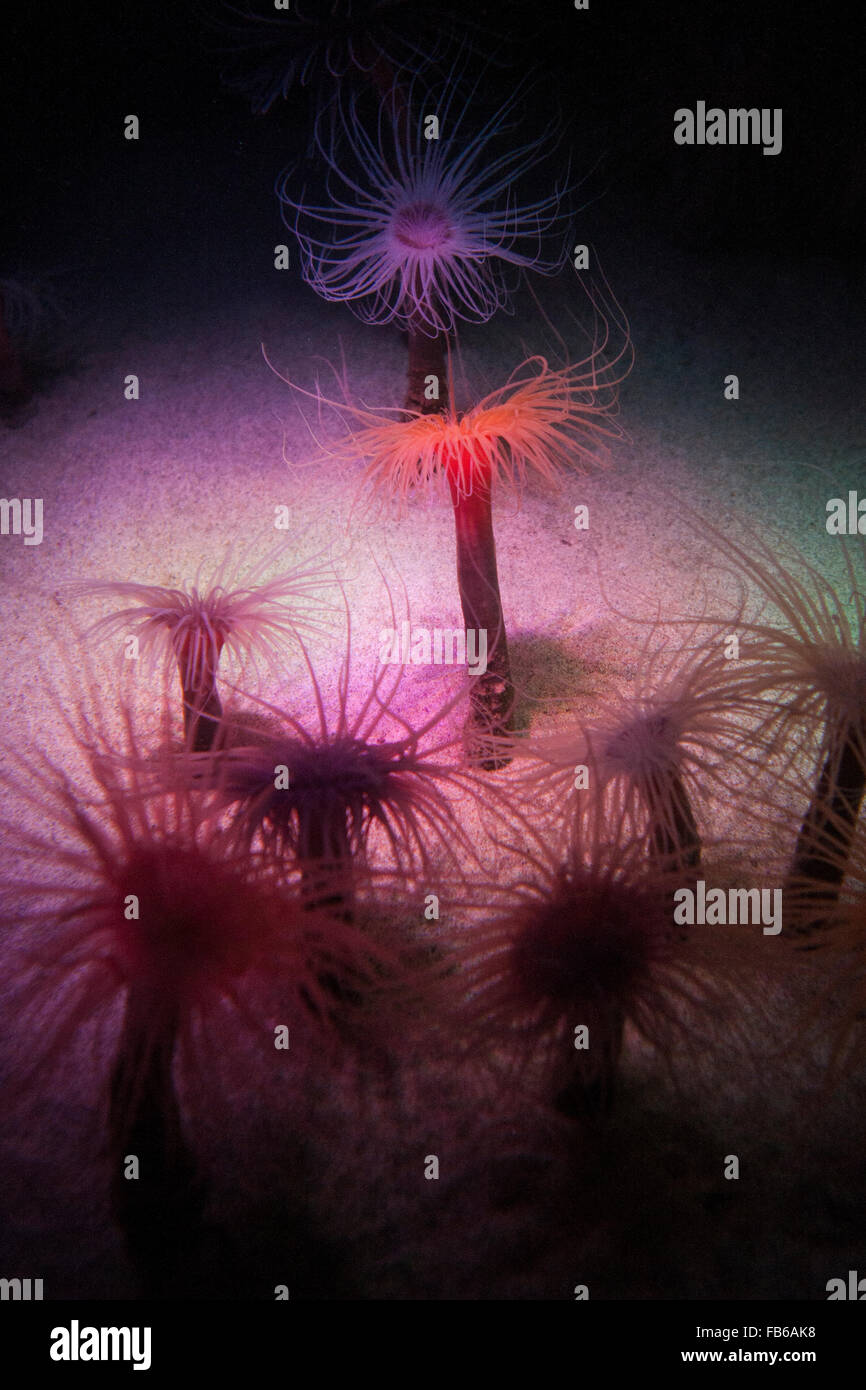 Tube anemone (Anemona tubicola), Monterey Bay Aquarium, Monterey, California, United States of America Stock Photo