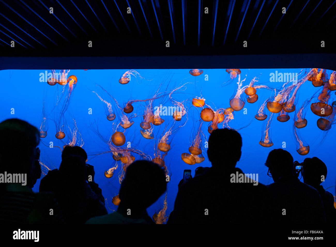 A crowd of people watch a tank of Sea nettle (Chrysaora fuscescens), Monterey Bay Aquarium, Monterey, California, United States of America Stock Photo