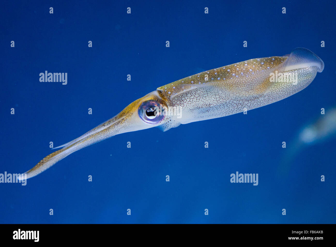 Bigfin reef squid (Sepioteuthis lessoniana), Monterey Bay Aquarium, Monterey, California, United States of America Stock Photo