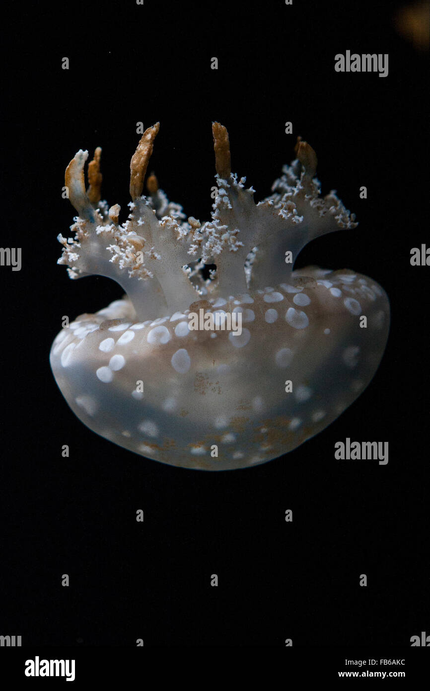 Spotted jelly (Mastigias papua), Monterey Bay Aquarium, Monterey, California, United States of America Stock Photo