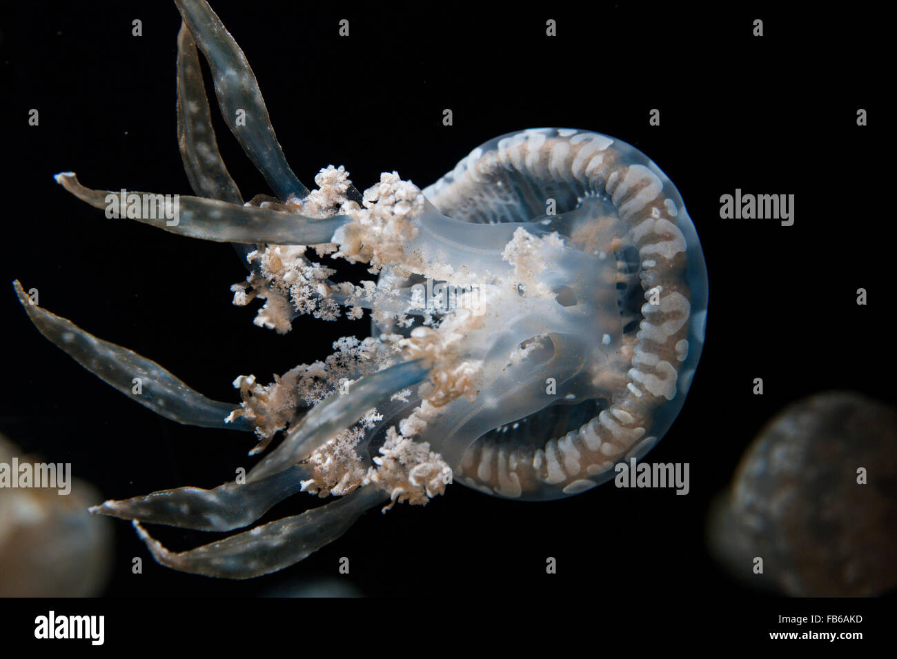 Spotted jelly (Mastigias papua), Monterey Bay Aquarium, Monterey, California, United States of America Stock Photo