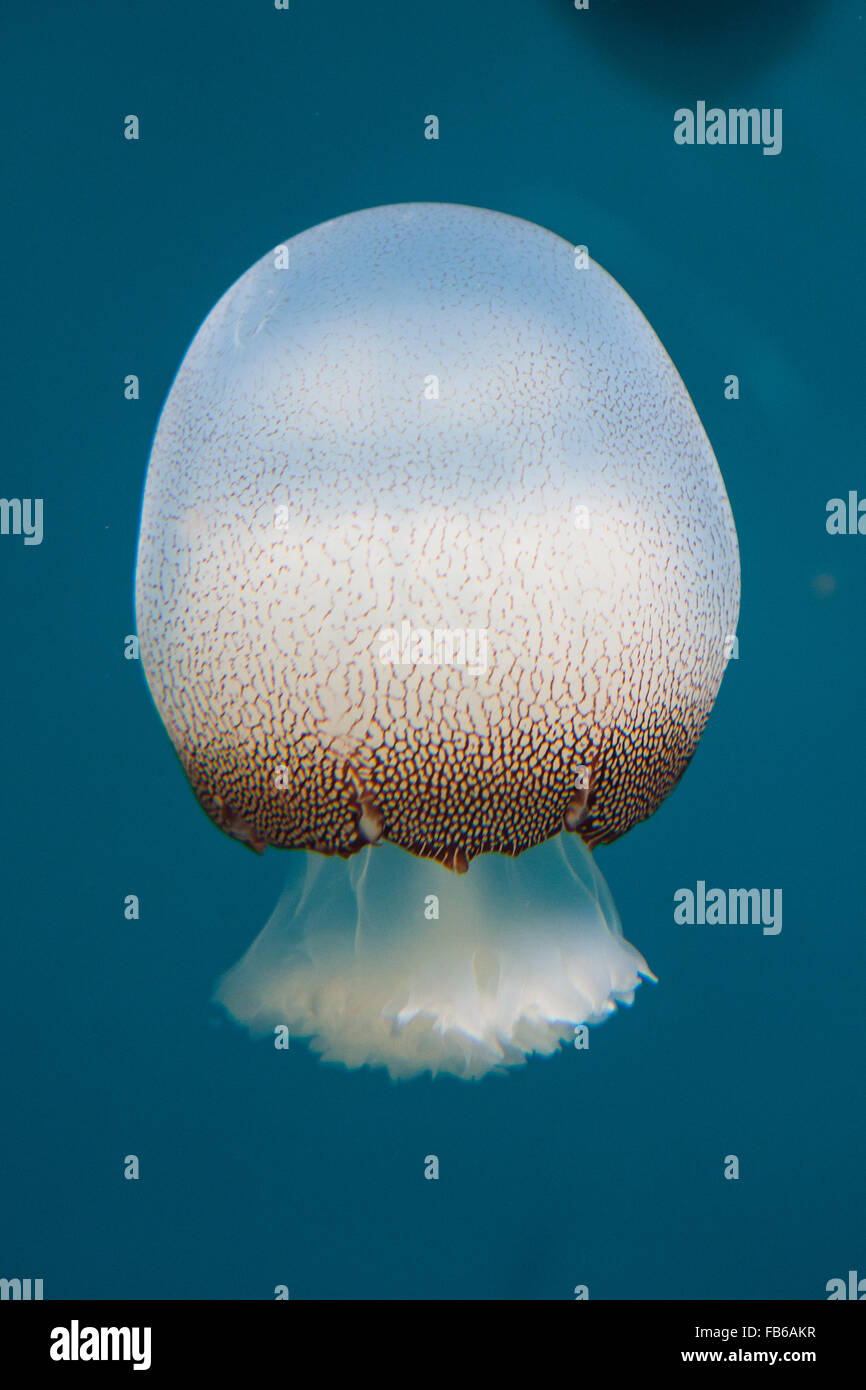 Cannonball jelly hires stock photography and images Alamy