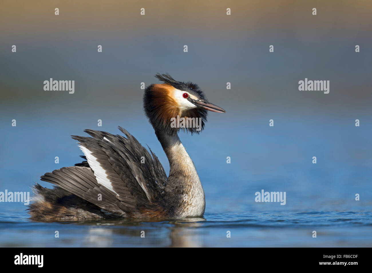 Great Crested Grebe / Haubentaucher ( Podiceps cristatus ) ruffling its feathers, half-opening its wings shows courtship display Stock Photo