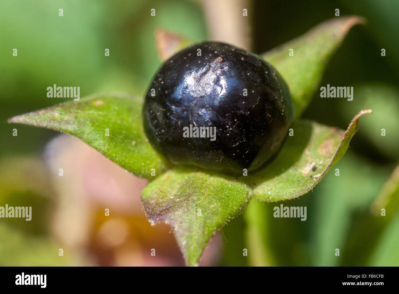 Atropa belladonna, deadly nightshade, poisonous ripened fruits, summer, dangerous plants poisonous plants Stock Photo