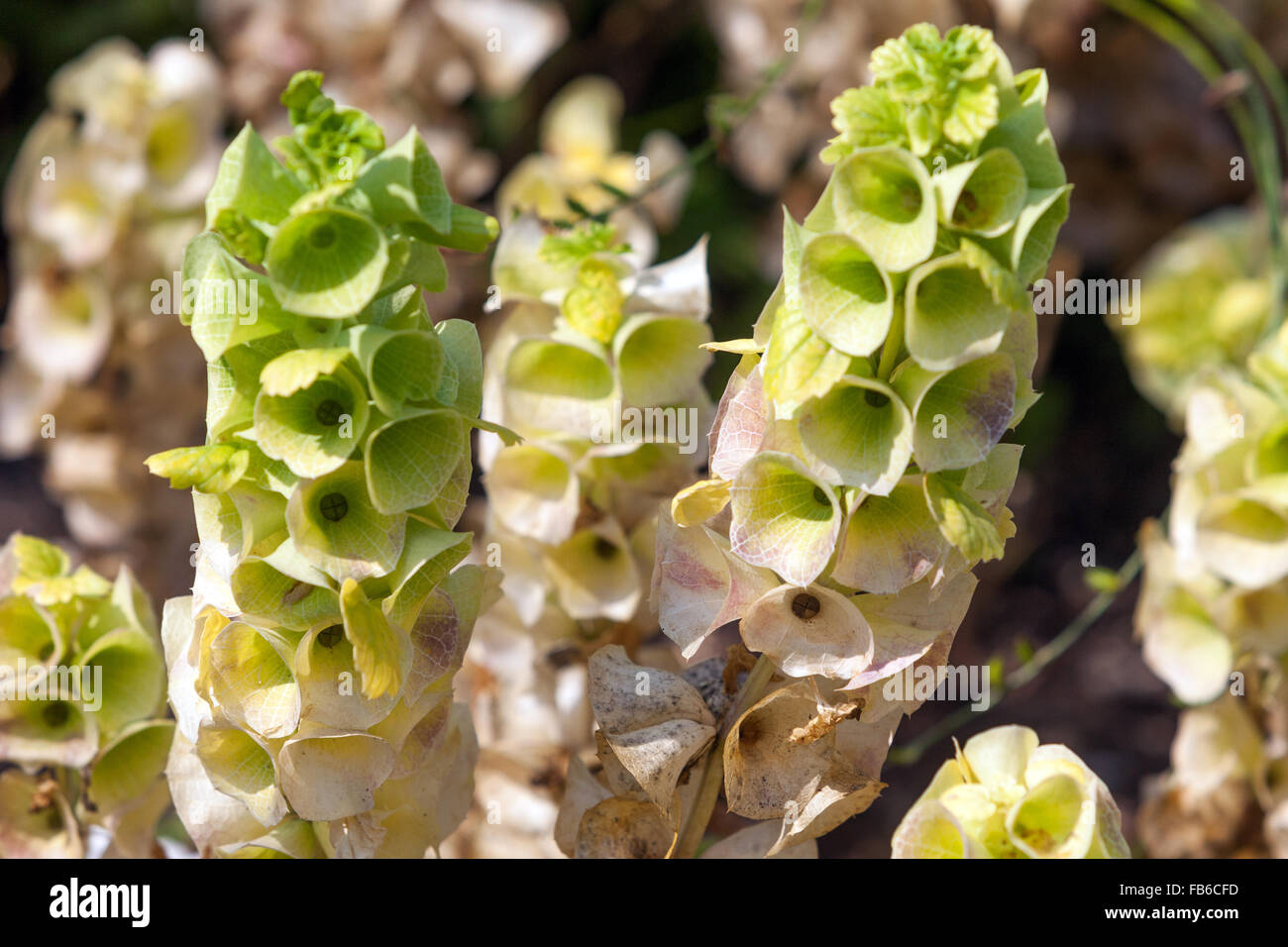 Moluccella laevis or Bells of Ireland,  Shellflower, Shell flower Stock Photo