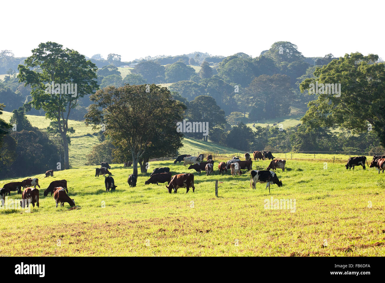 The Gallagher's dairy farm in Clunes, Northern Rivers, NSW, Australia
