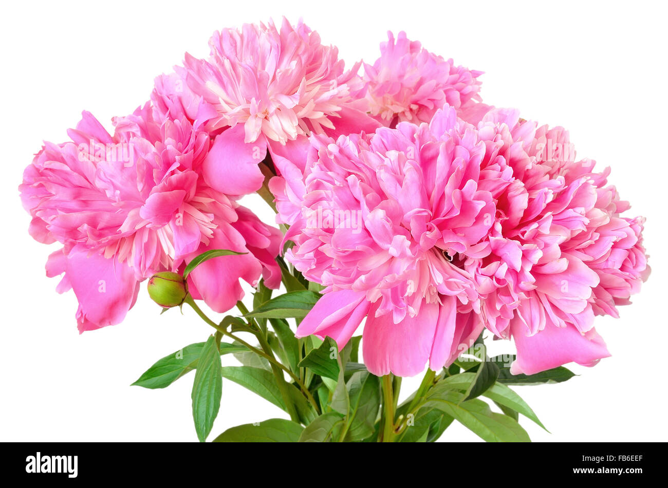 Peony Flowers Isolated On White Background Stock Photo Alamy Peony Flowers Isolated On White Background Stock Photo Alamy