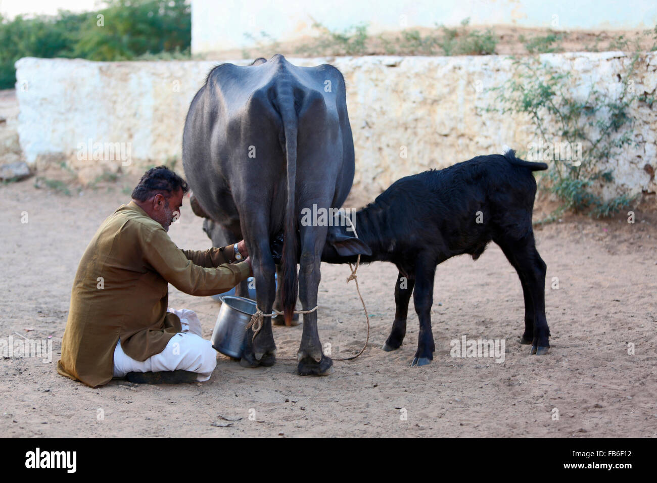 Kacchi Rabari (Desi), Laharia Village, Man milking a buffalo, Kutch District, Gujarat, India Stock Photo