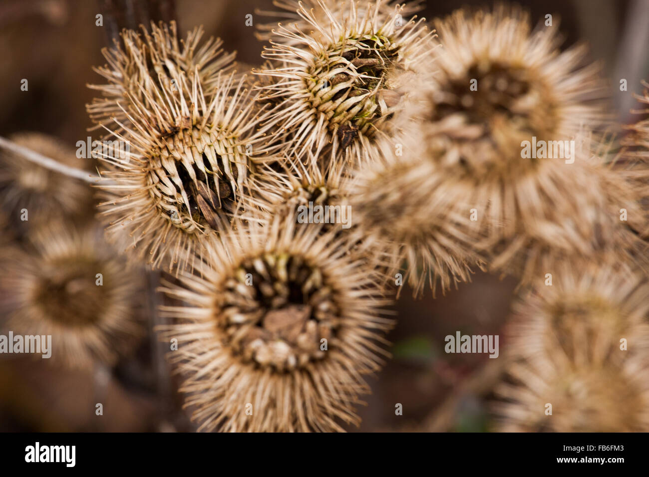 Dried thistle hi-res stock photography and images - Alamy