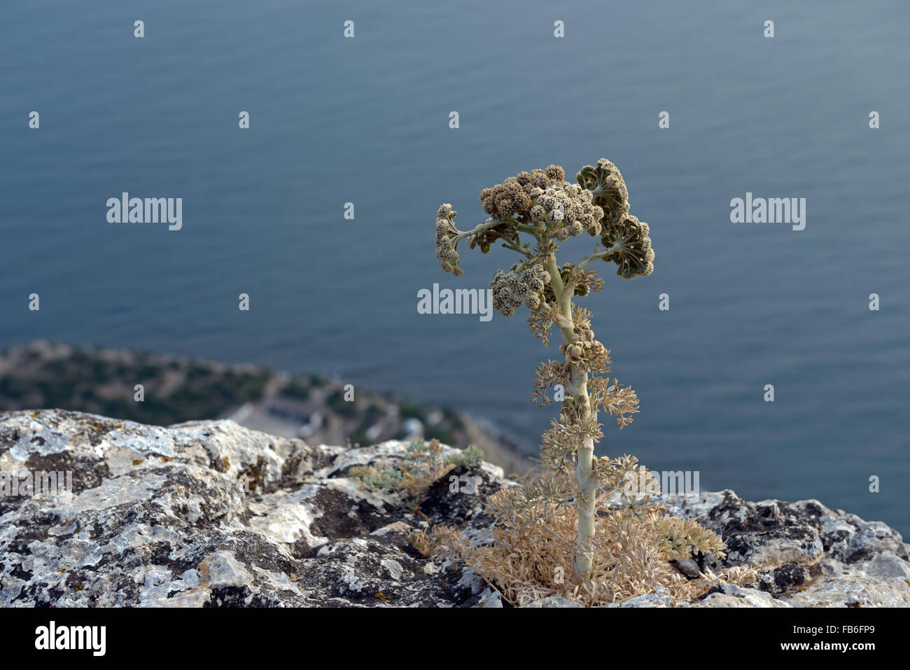 Small single lonely withered plant of Seseli gummiferum (moon carrot)  is on the edge of steep side of Hawk Mountain in Crimea Stock Photo