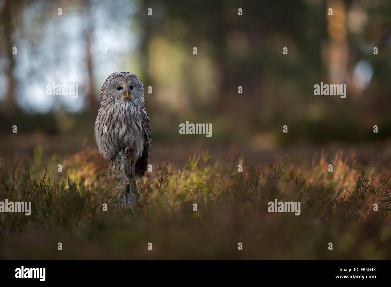 Ural Owl / Habichtskauz ( Strix uralensis ) perched on a tree stump on a clearing, surrounded by boreal undergrowth and woods. Stock Photo
