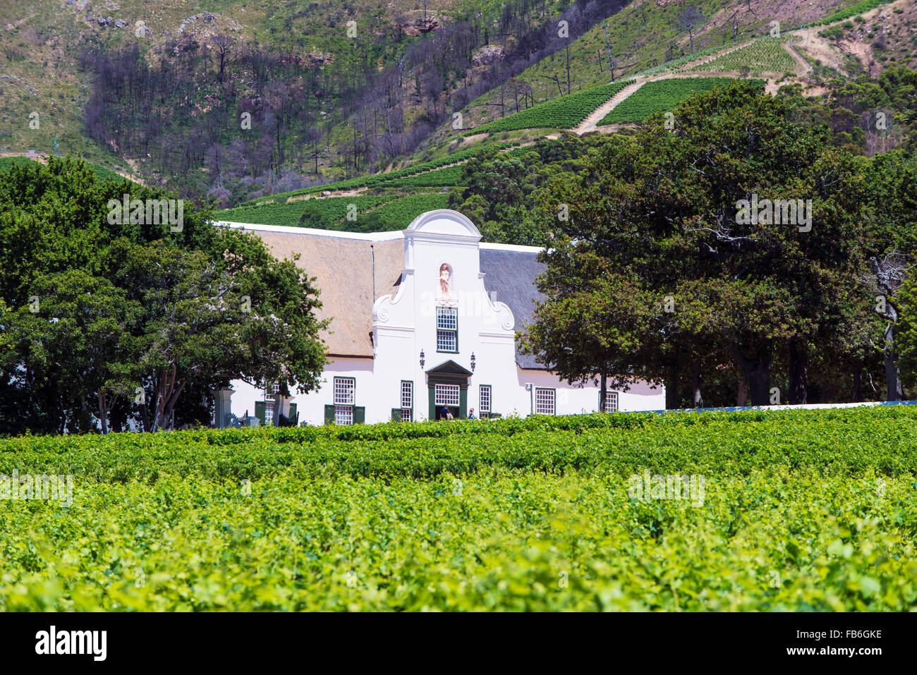 The main manor house and vineyards of Groot Constantia in Cape Town, South Africa Stock Photo