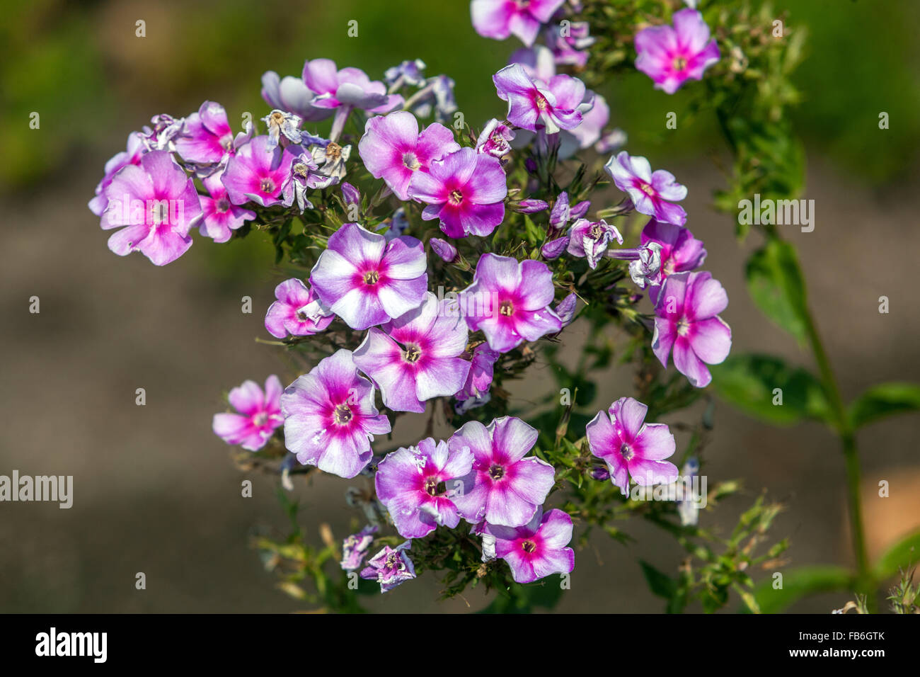 Phlox paniculata ´Margri´ blooming Stock Photo